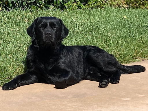 A black canine laying on the ground in front of a patch of grass.