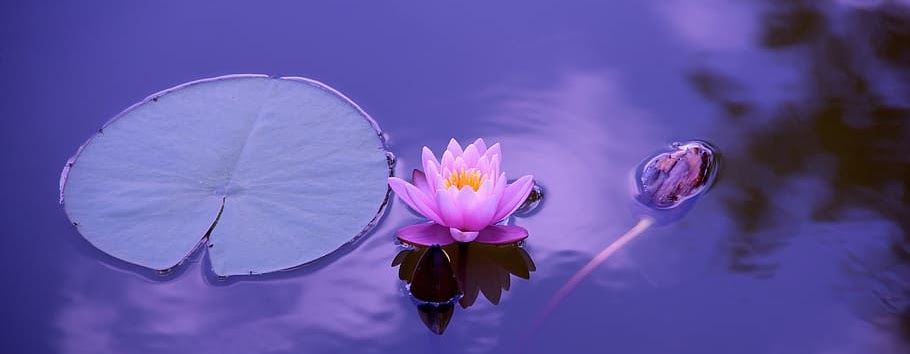 Lily pond