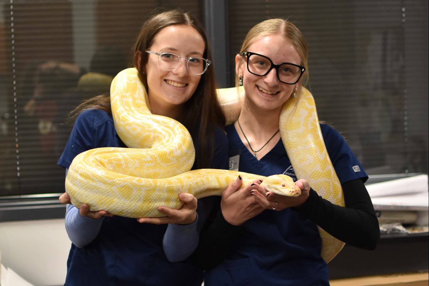 Two women, wearing glasses and blue tops, hold a large yellow snake between them. Behind them is a glass window.