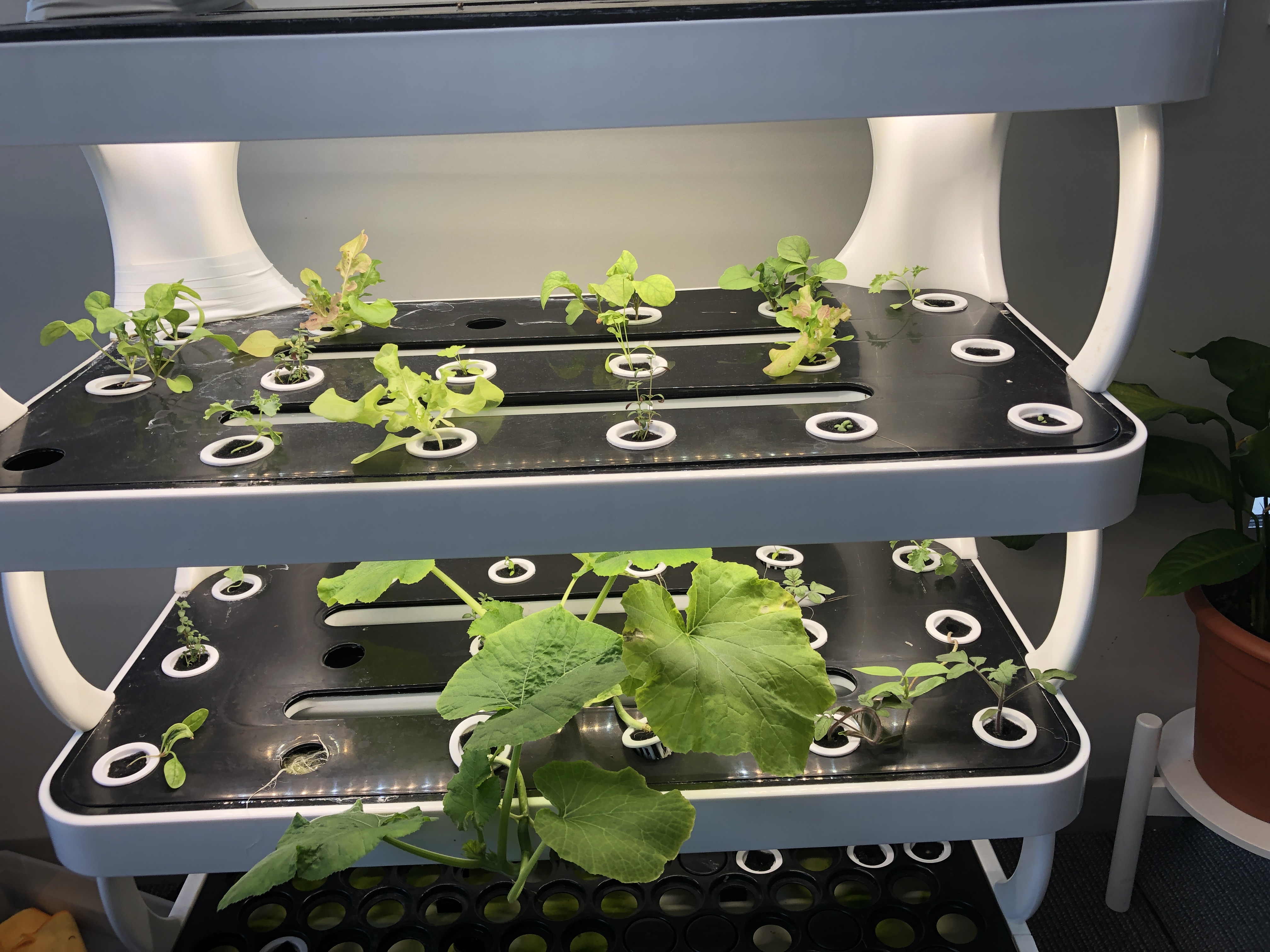 Hydroponics with plants growing
