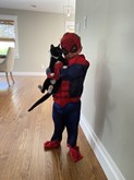 a small boy dressed as Spider-Man, holding a black-and-white kitten