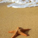 a starfish lying on a beach