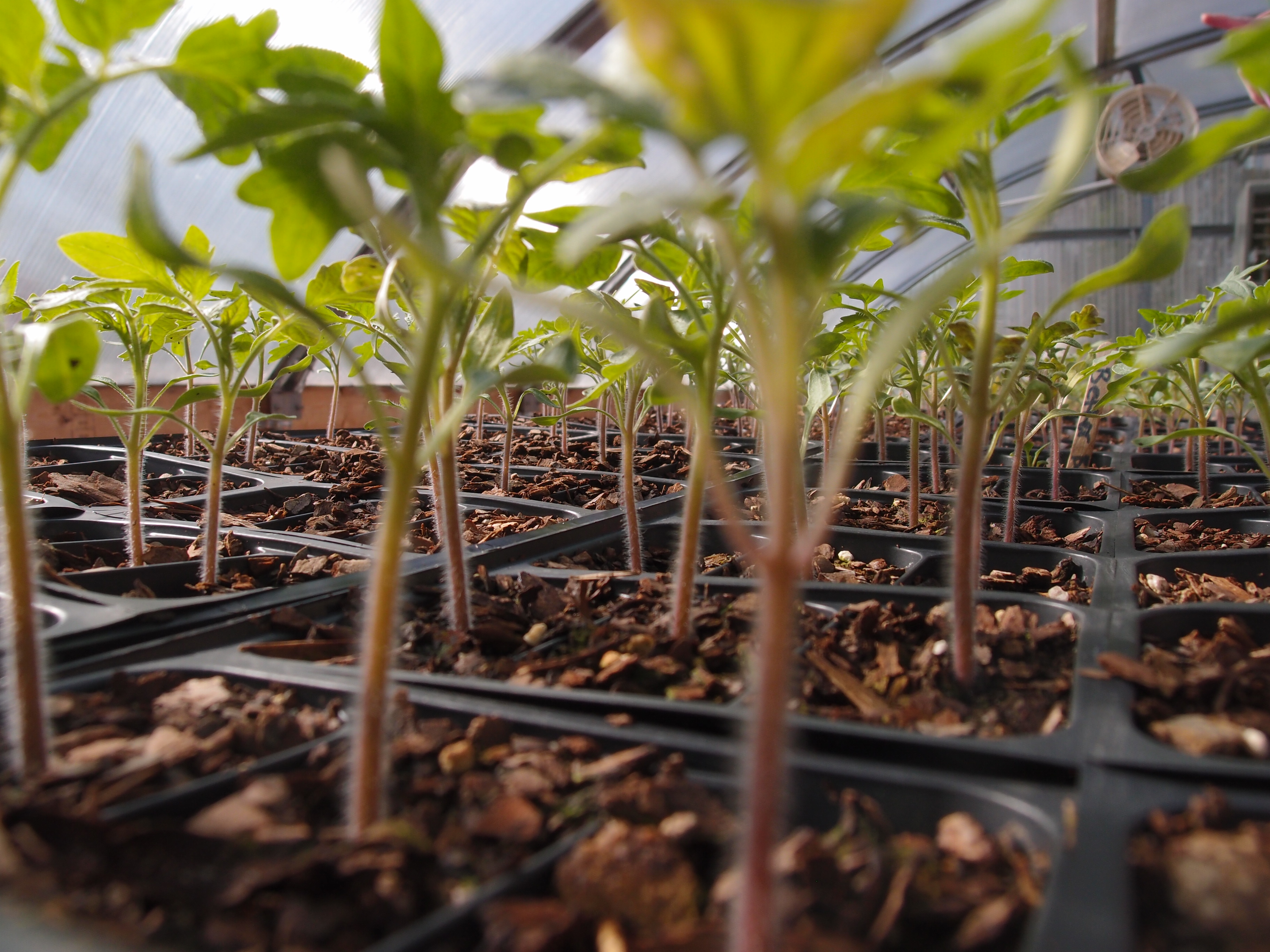 Picture of sprouting plants inside a green house