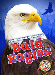 Bald Eagles by Chris Bowman