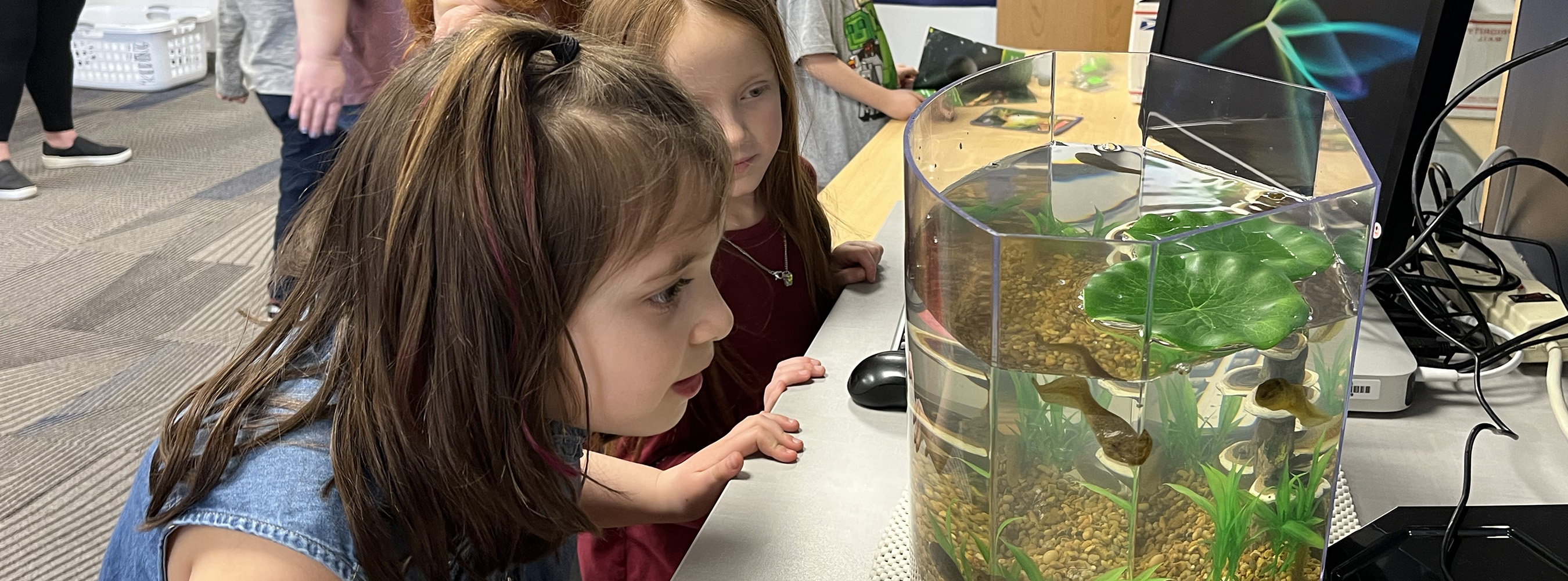Image: Student looking at a tank of Tadpoles