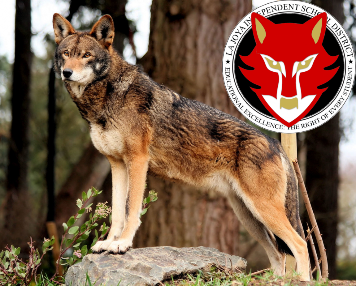 picture of a real wolf and school mascot wolf logo