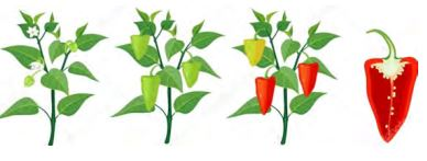 Pepper Growth
