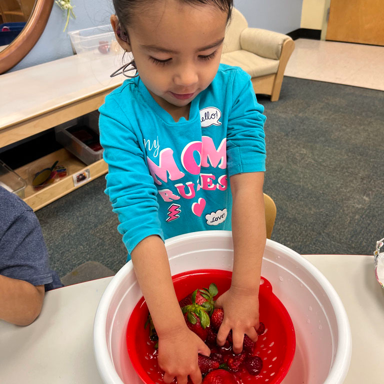 Preschool student washing strawberries