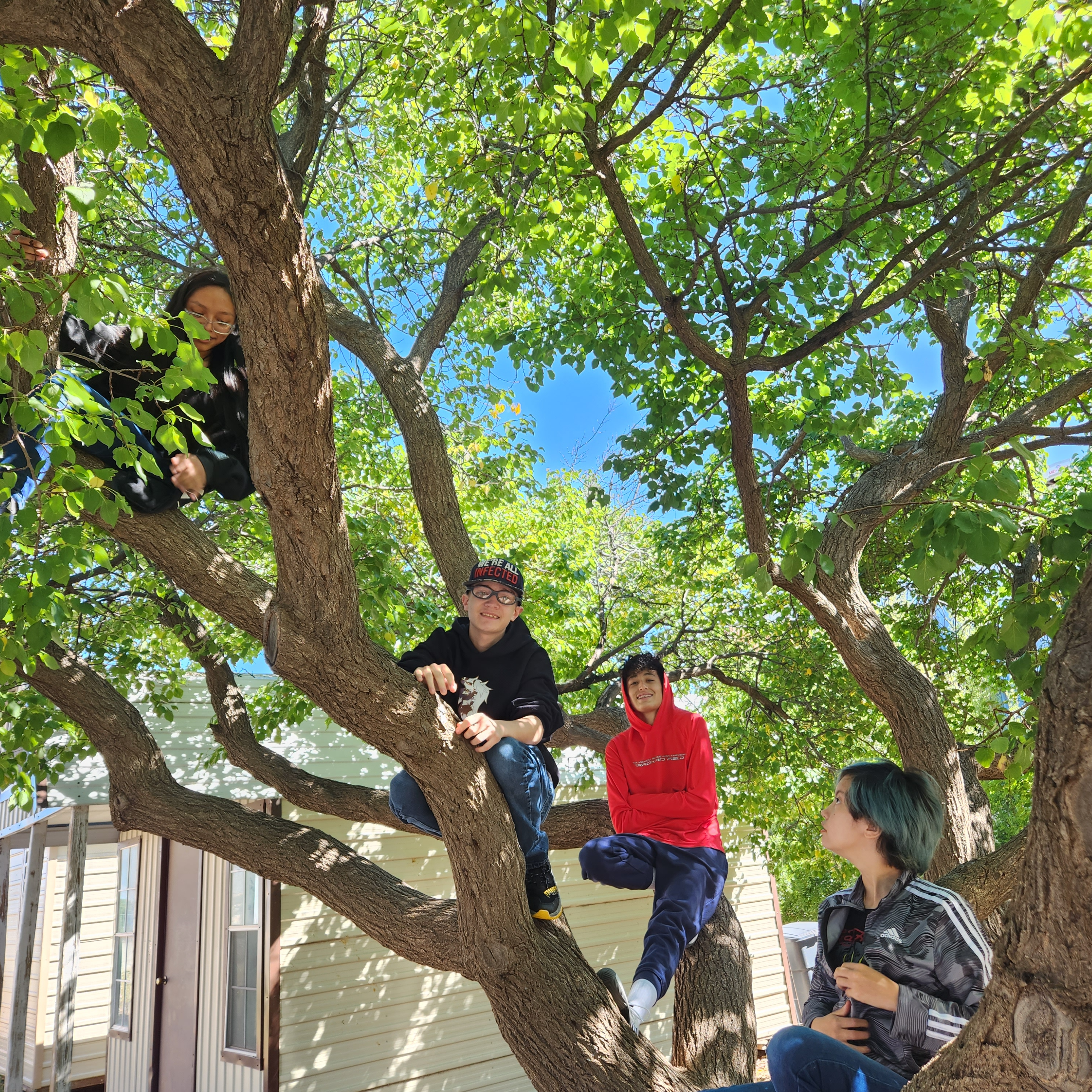 Four students in a tree