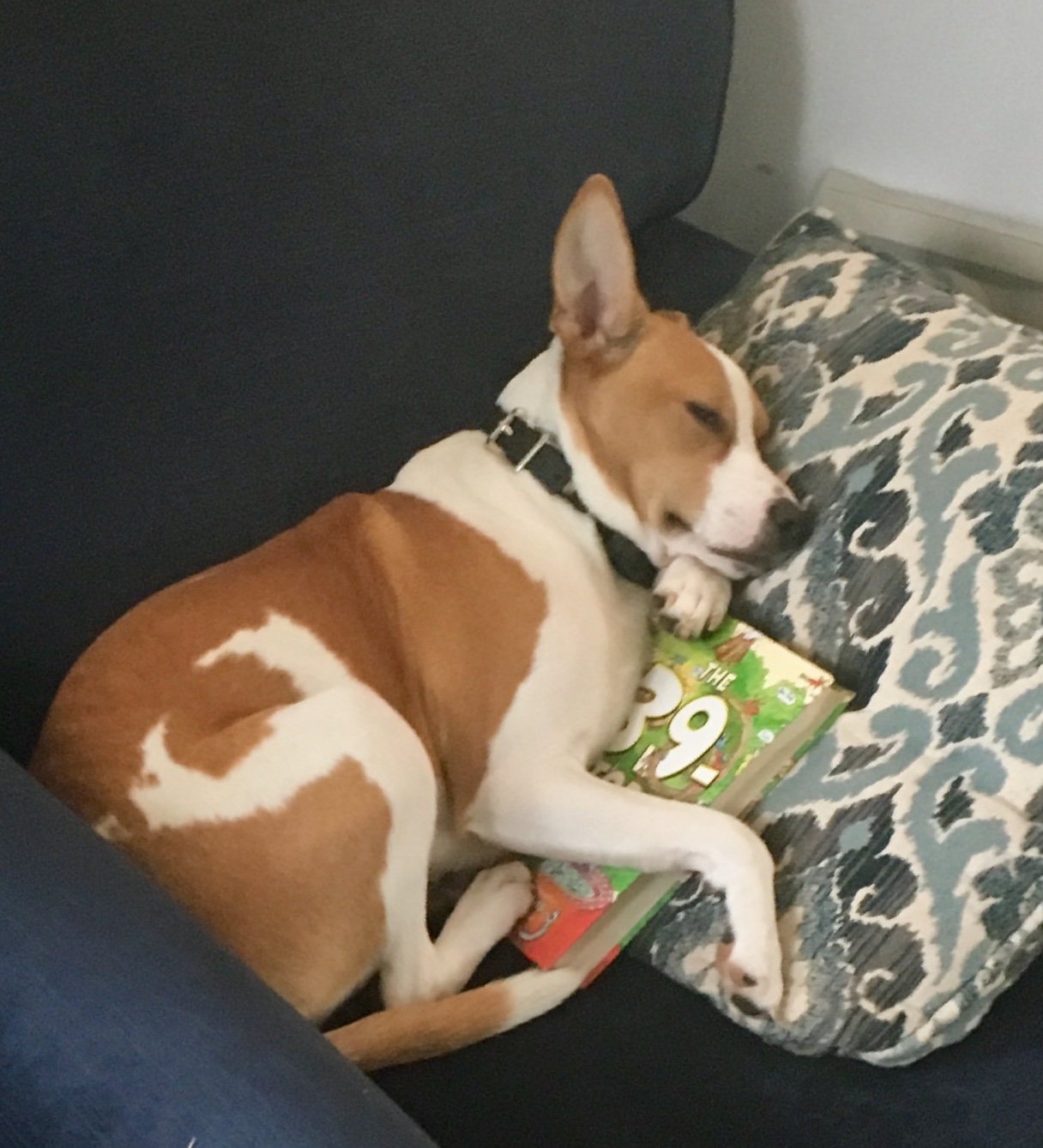 Brown and white dog asleep on seat with a book and pillow.