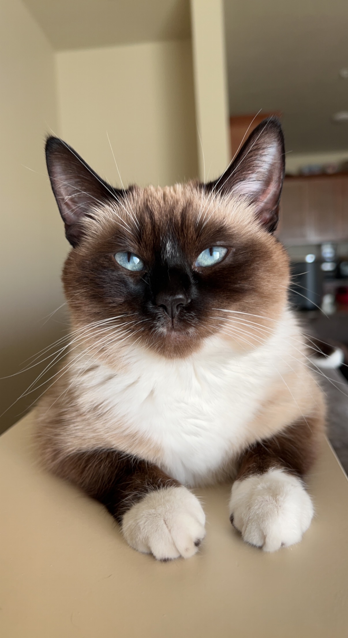 siamese cat