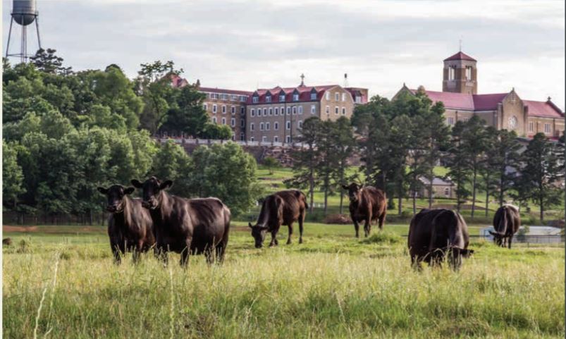 subiaco cattle beef