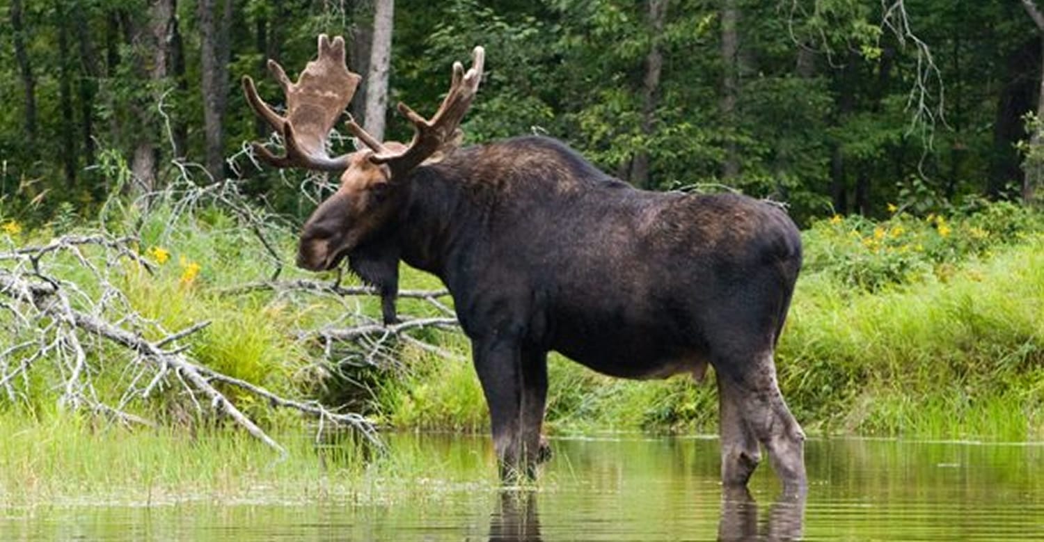 Bull moose standing in water