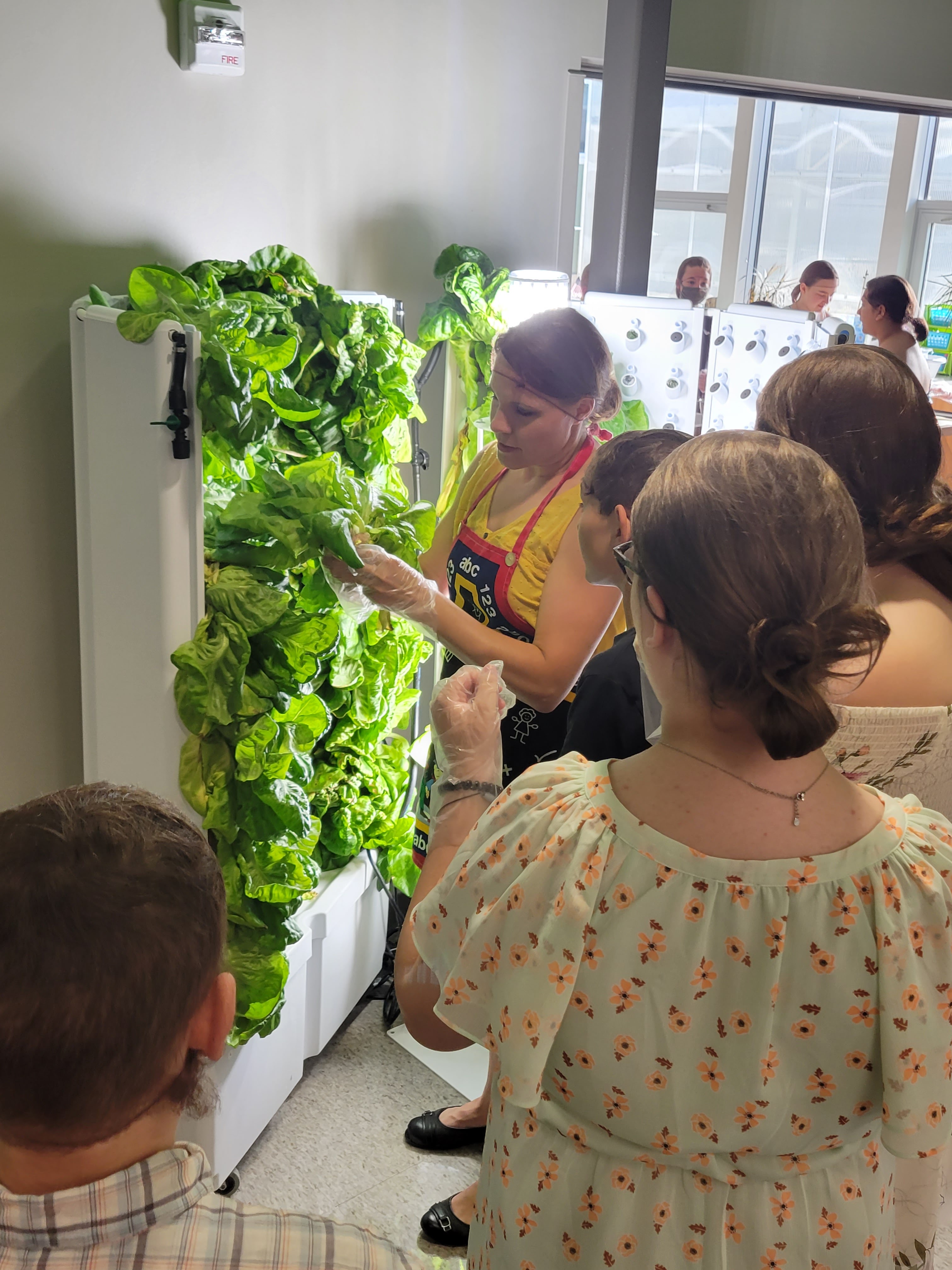 harvesting lettuce