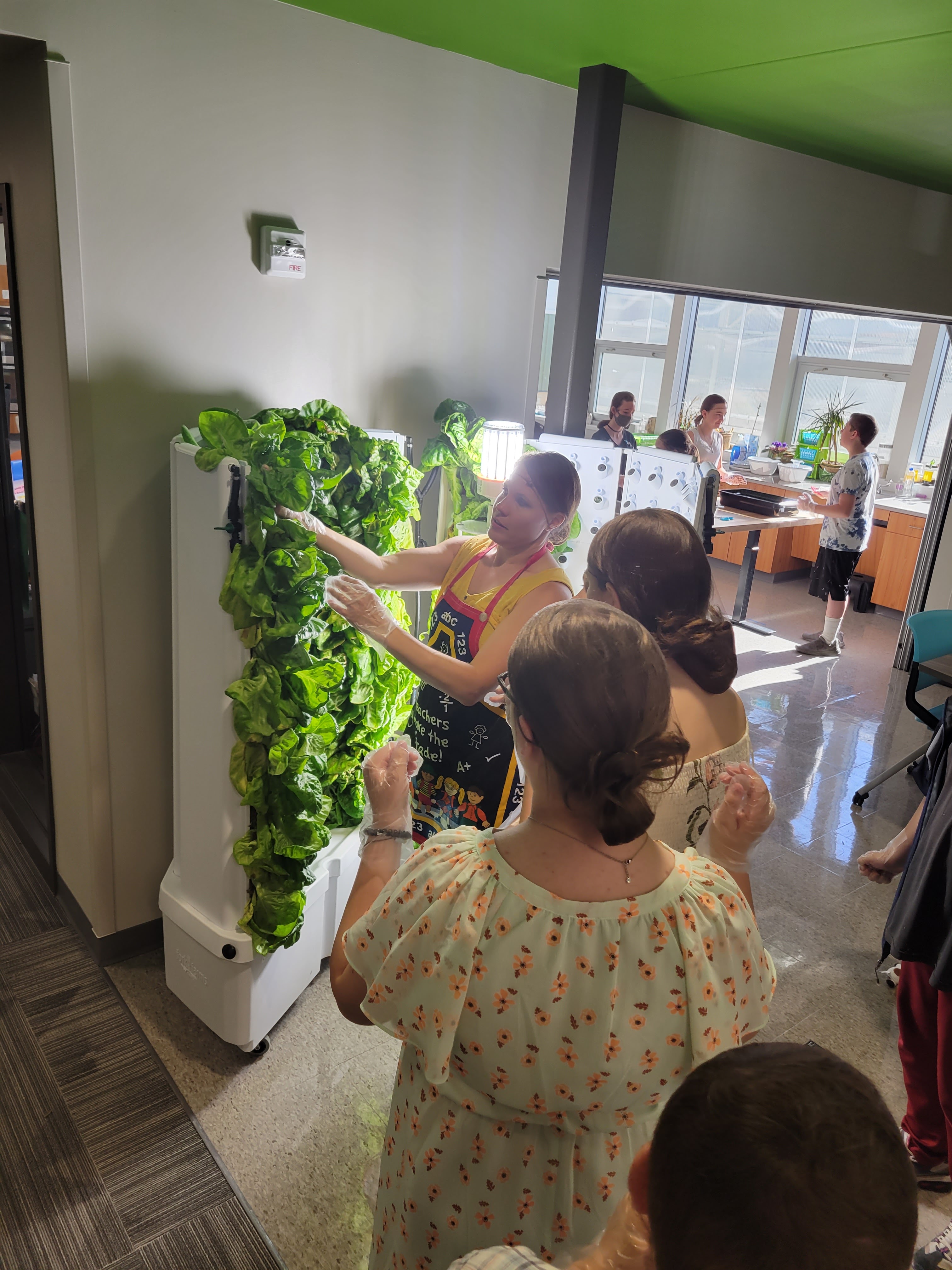 Harvesting lettuce from the flex farm