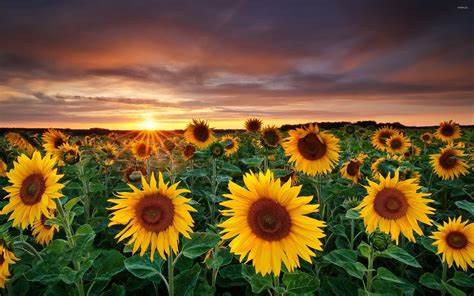 a beautiful orange and blue sky above a golden field of sunflowers 