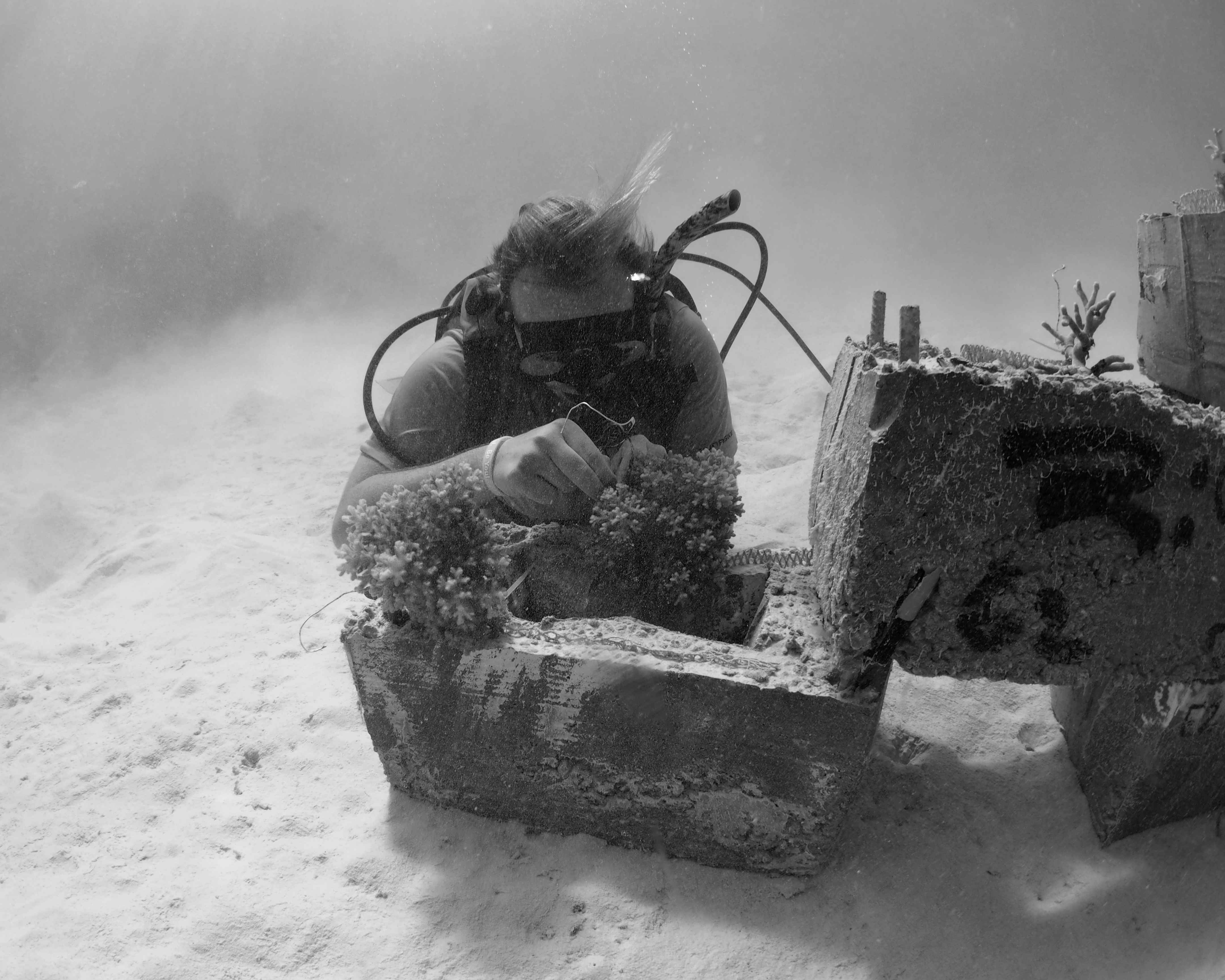 Student in scuba gear planting coral