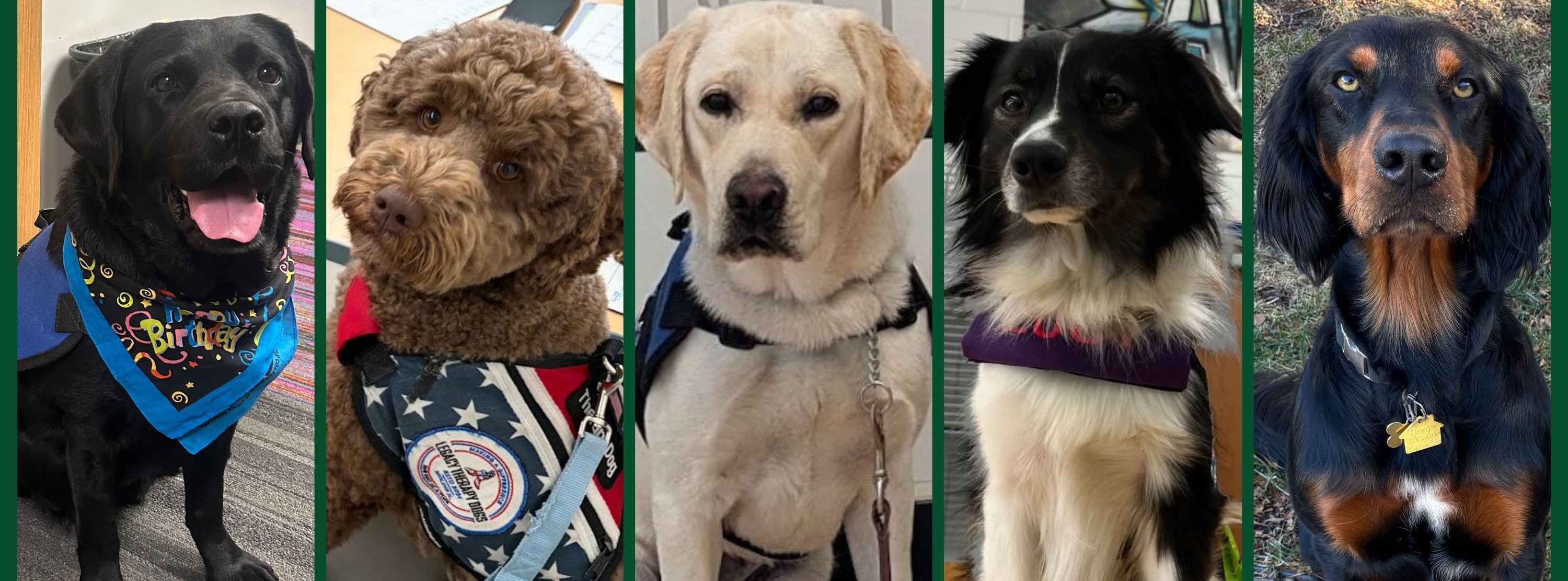 Pawsitive support: Therapy dogs making a difference in Geneseo’s schools