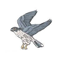 Falcons