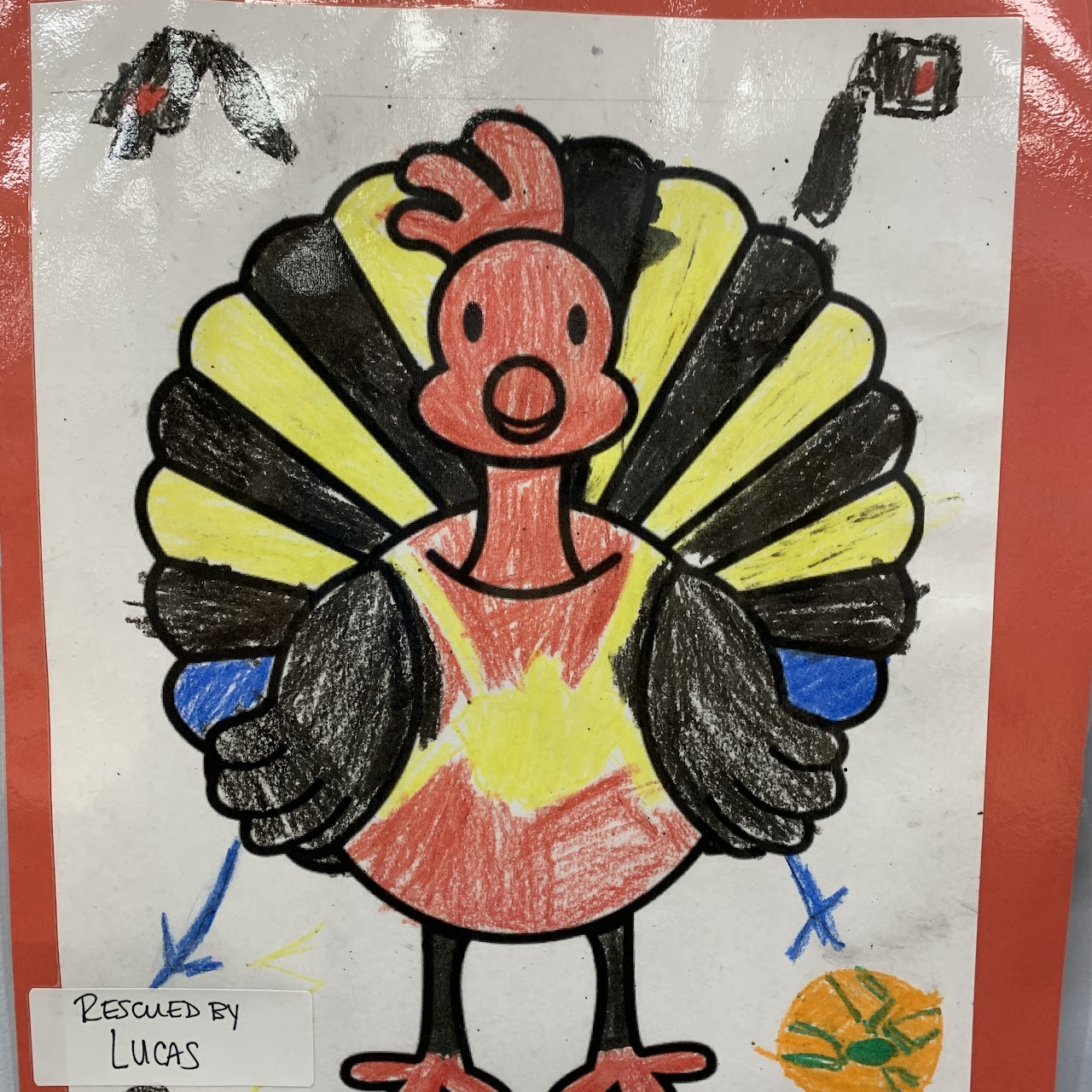 Spiderturkey. Rescued by Lucas