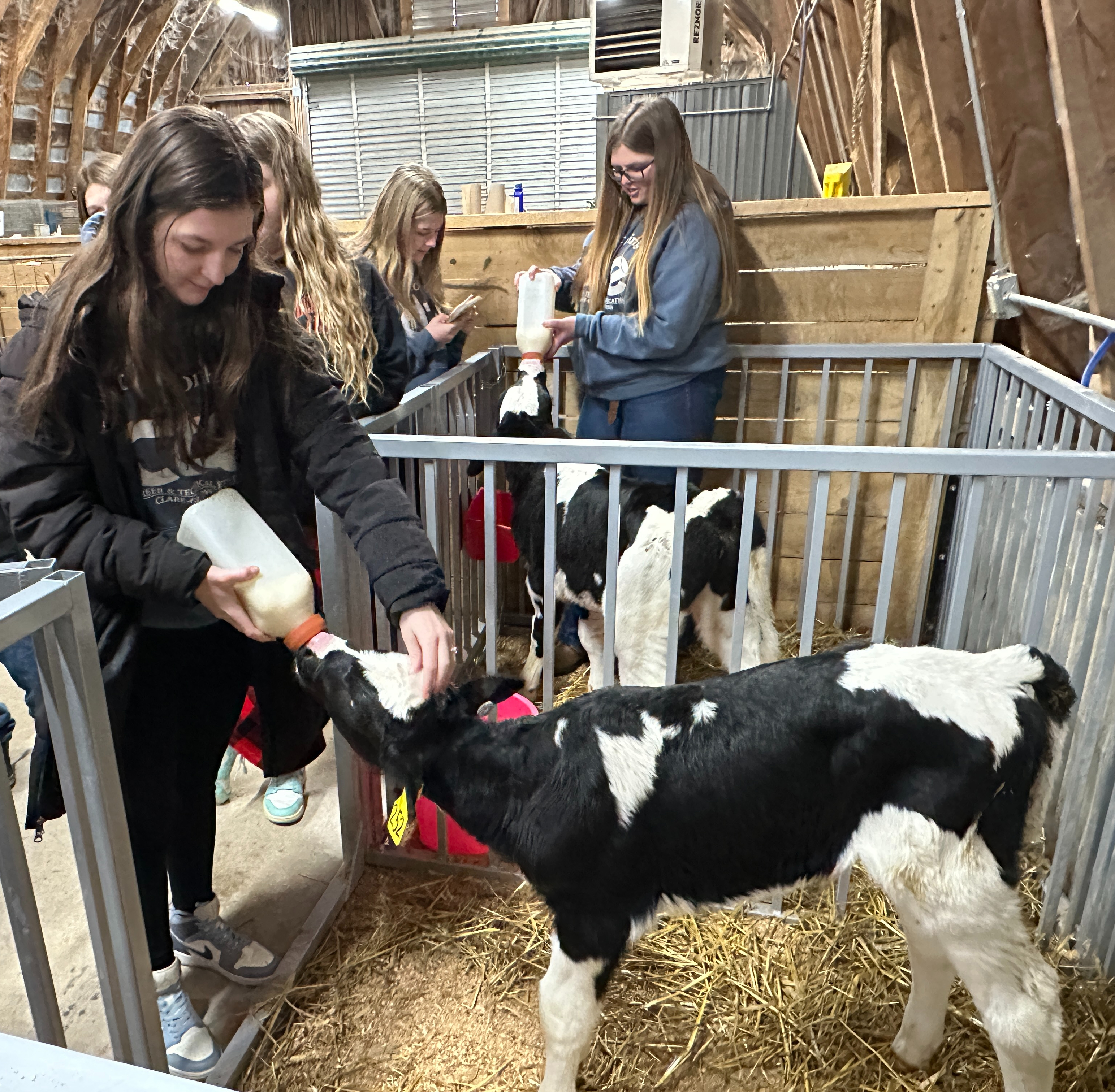 Student feeding Calf