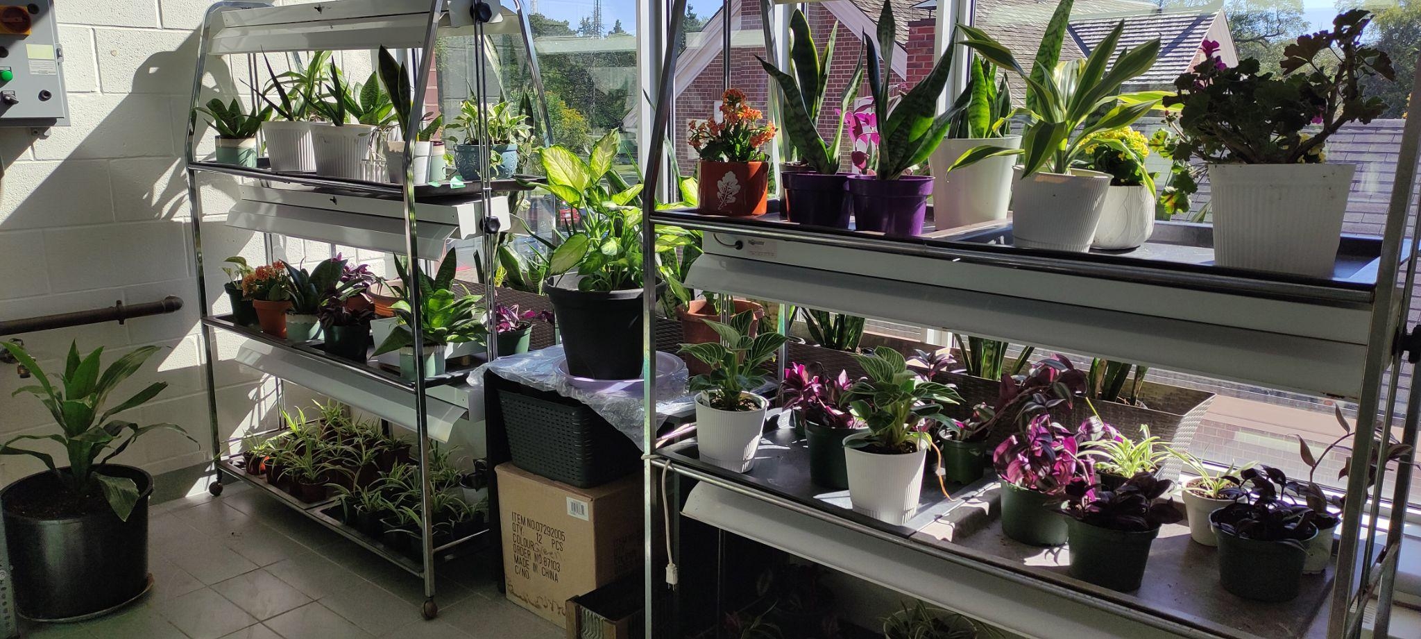 A sunlit shelf with rows of potted plants on metal shelves, framed by tall doors and autumn leaves overhead