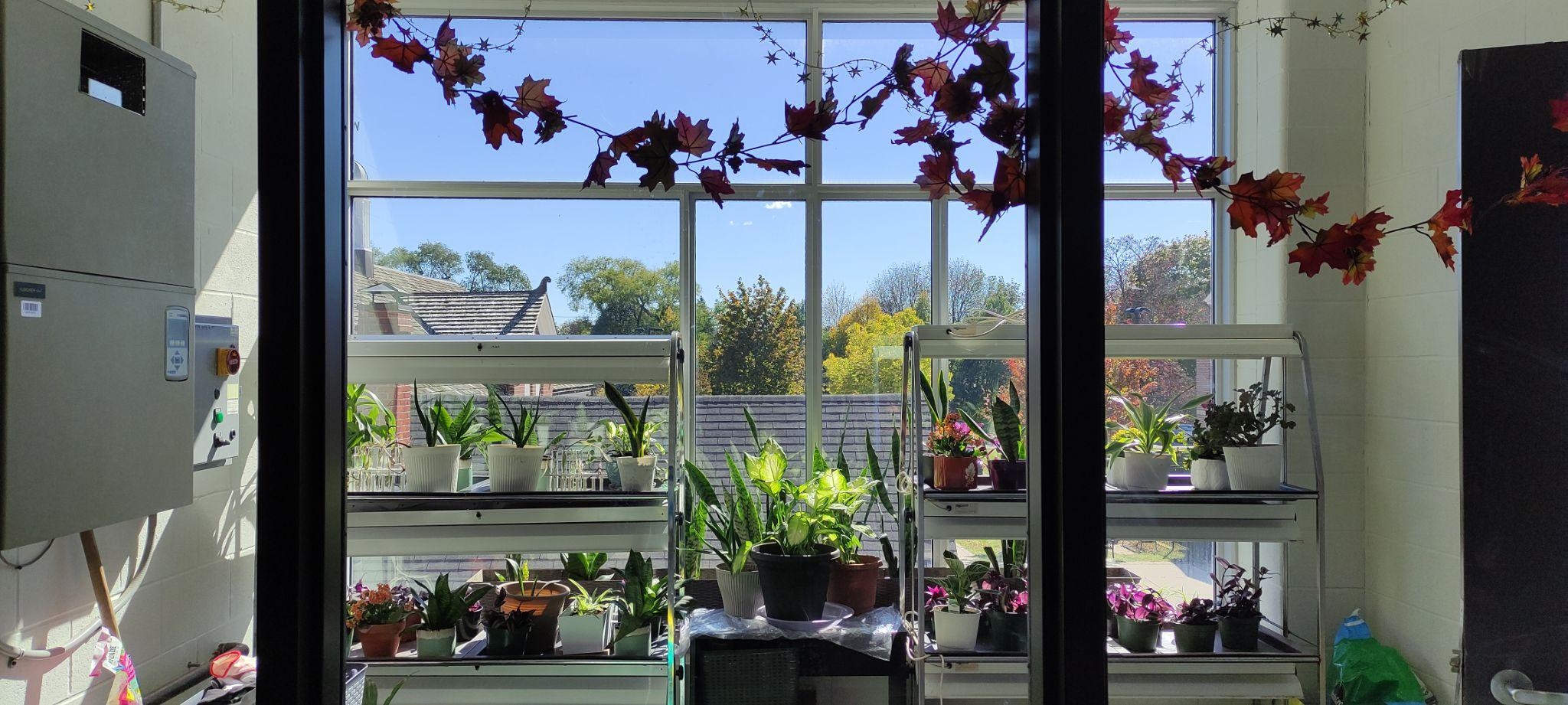 A sunlit shelf with rows of potted plants on metal shelves, framed by tall doors and autumn leaves overhead
