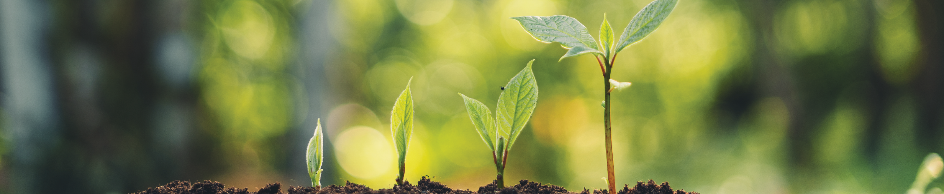 An image of 4 tree buds growing in soil.