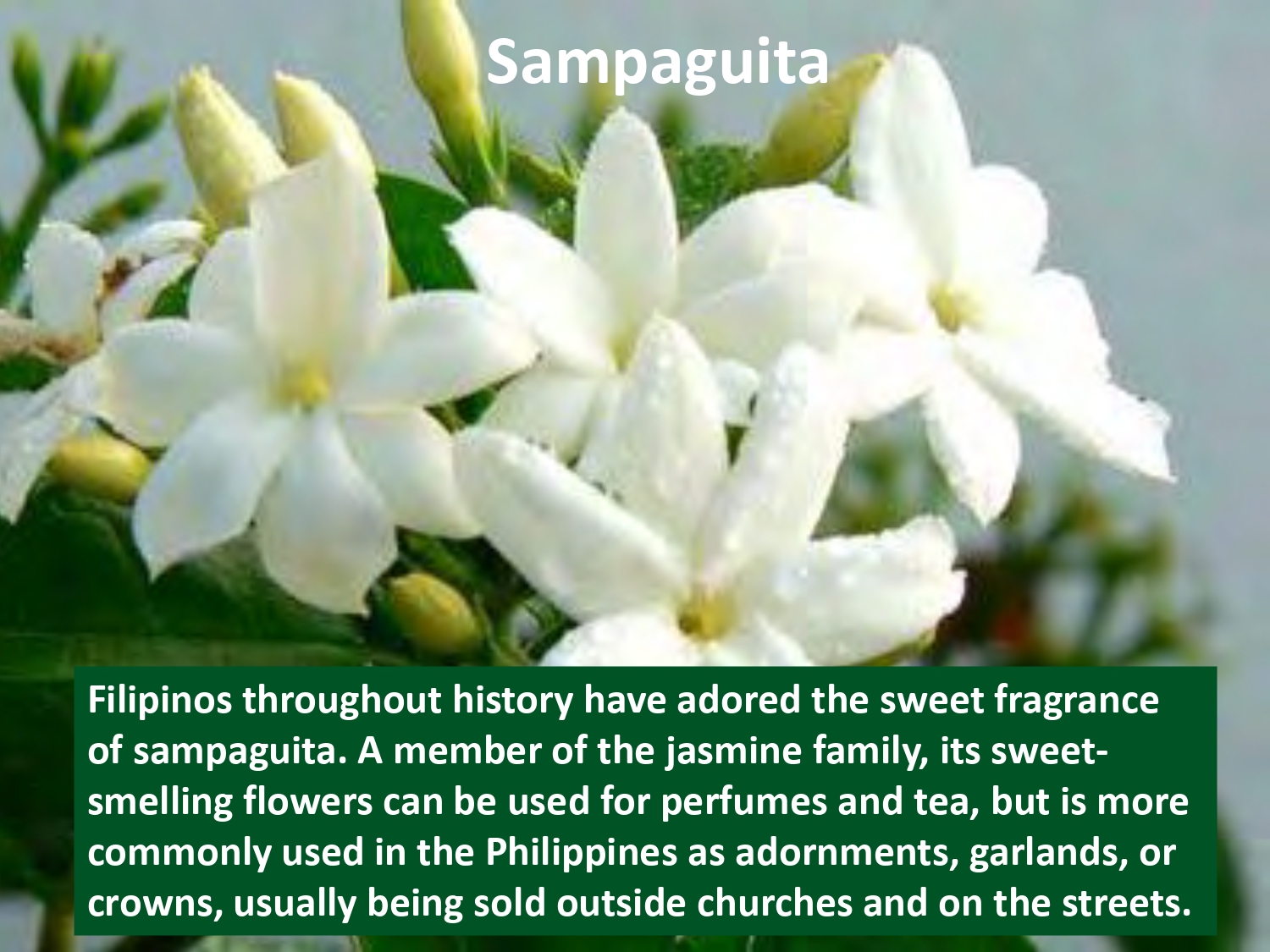 Filipinos throughout history have adored the sweet fragrance of sampaguita. A member of the jasmine family, its sweetsmelling flowers can be used for perfumes and tea, but is more commonly used in the Philippines as adornments, garlands, or crowns, usually being sold outside churches and on the streets.