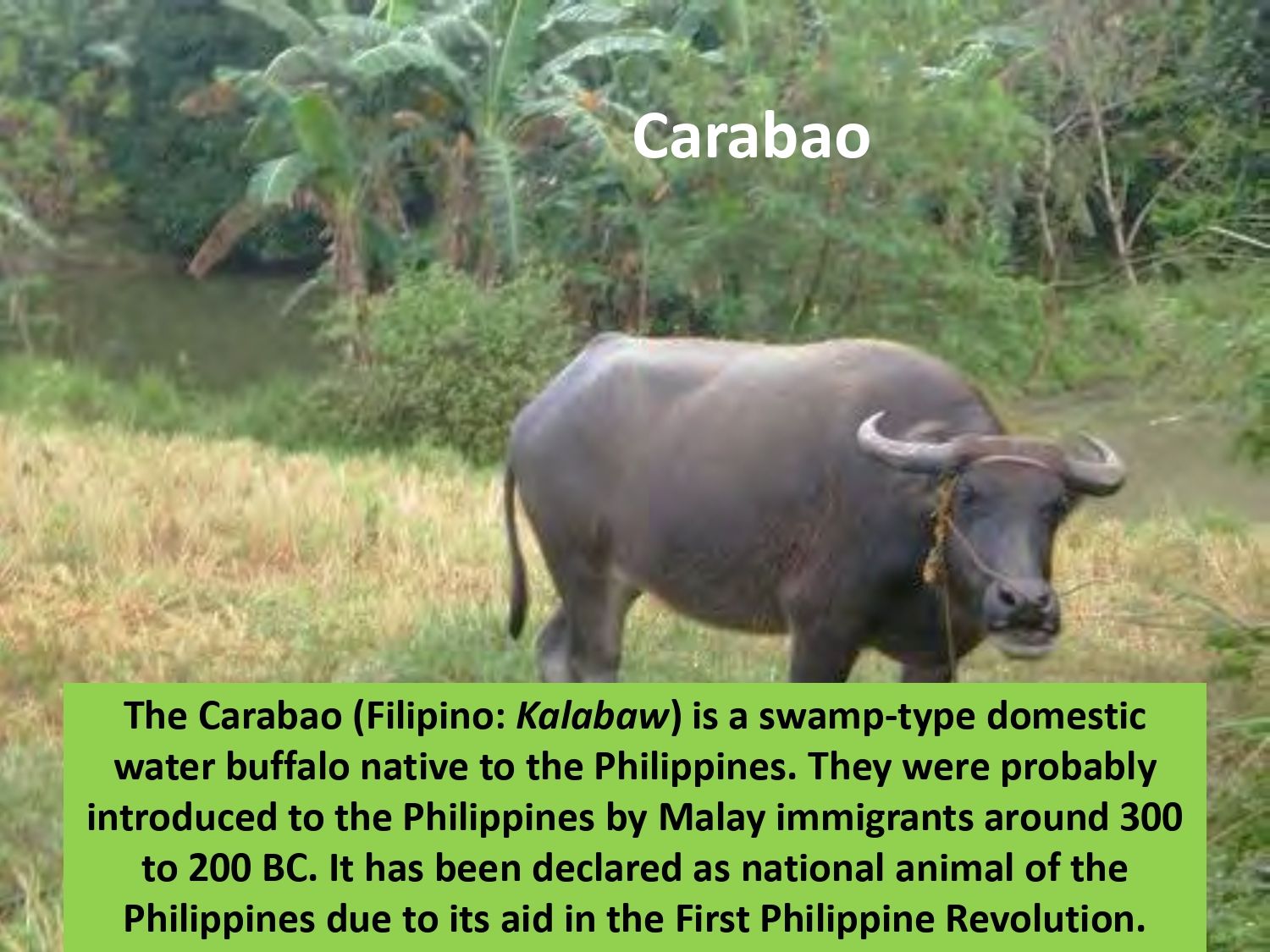 The Carabao (Filipino: Kalabaw) is a swamp-type domestic water buffalo native to the Philippines. They were probably introduced to the Philippines by Malay immigrants around 300 to 200 BC. It has been declared as national animal of the Philippines due to its aid in the First Philippine Revolution.