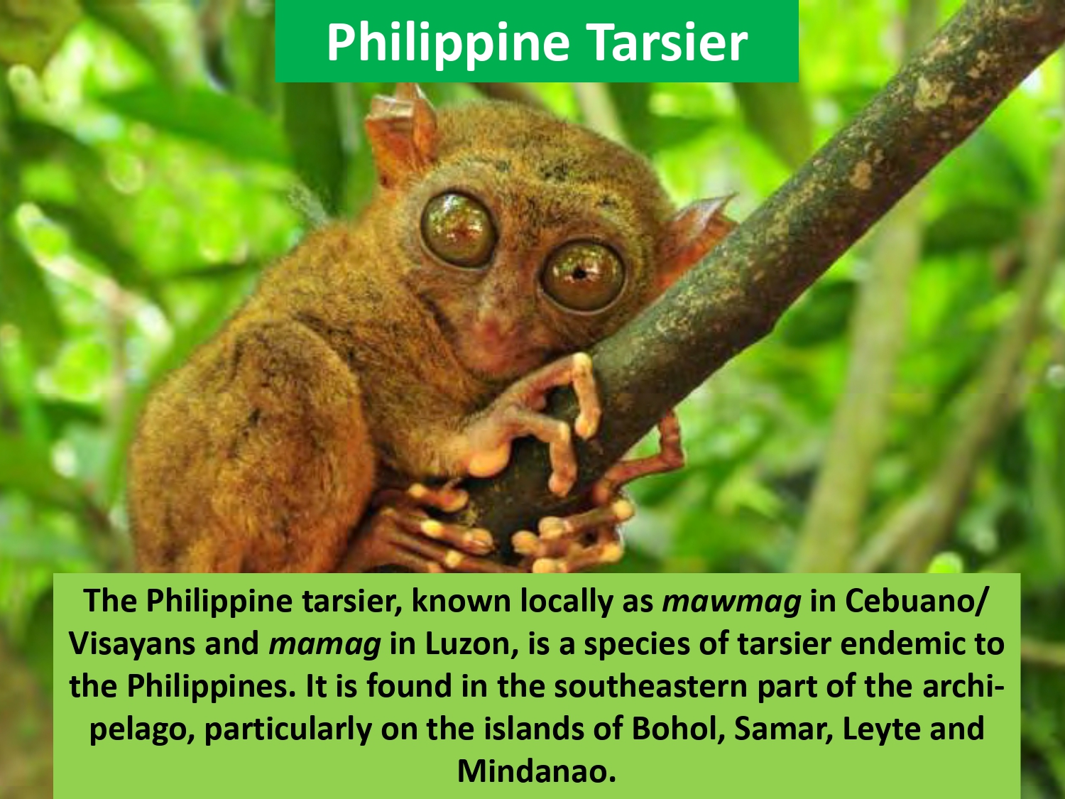 The Philippine tarsier, known locally as mawmag in Cebuano/ Visayans and mamag in Luzon, is a species of tarsier endemic to the Philippines. It is found in the southeastern part of the archipelago, particularly on the islands of Bohol, Samar, Leyte and Mindanao.