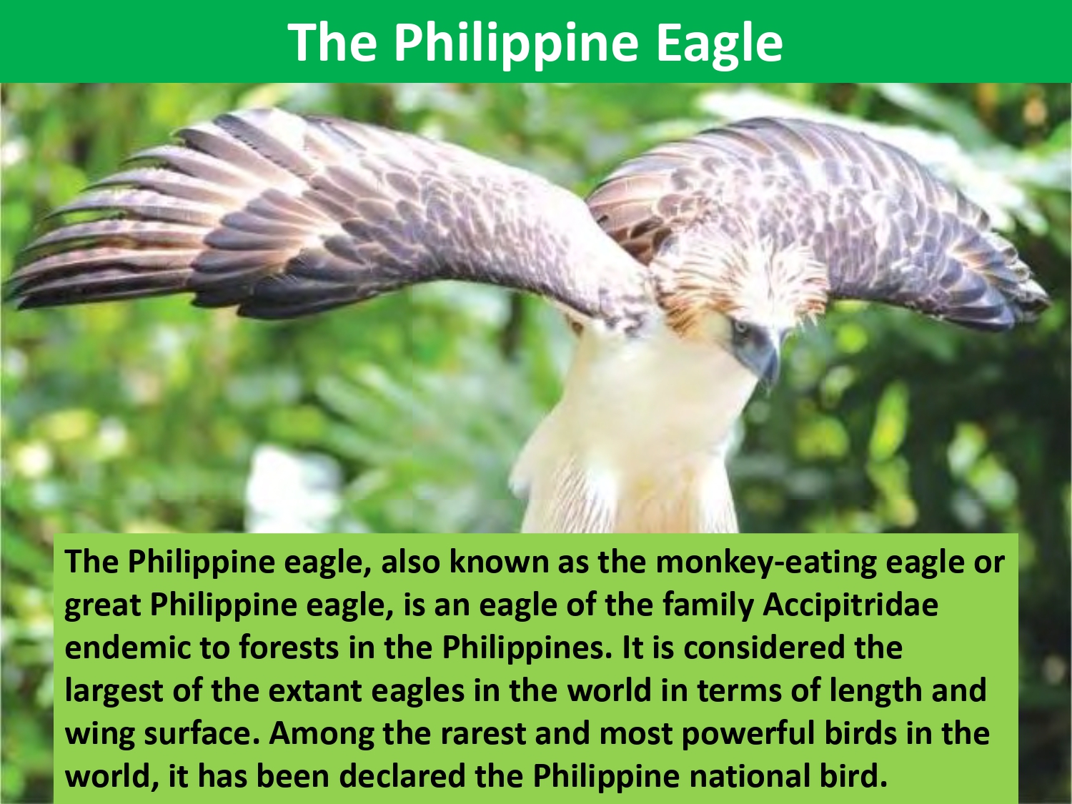 The Philippine eagle, also known as the monkey-eating eagle or great Philippine eagle, is an eagle of the family Accipitridae endemic to forests in the Philippines. It is considered the largest of the extant eagles in the world in terms of length and wing surface. Among the rarest and most powerful birds in the world, it has been declared the Philippine national bird