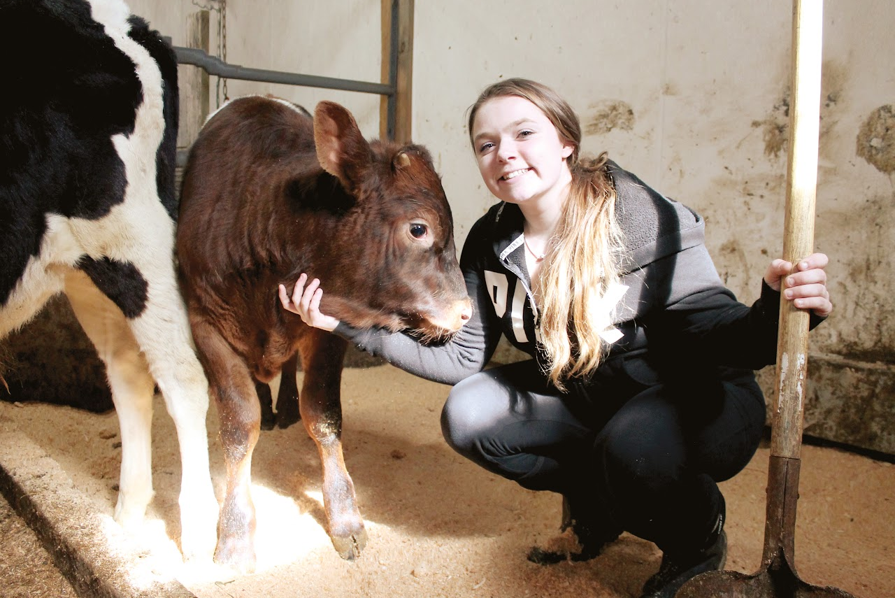 Student tending a cow