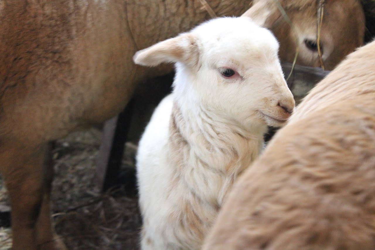 Baby Sheep