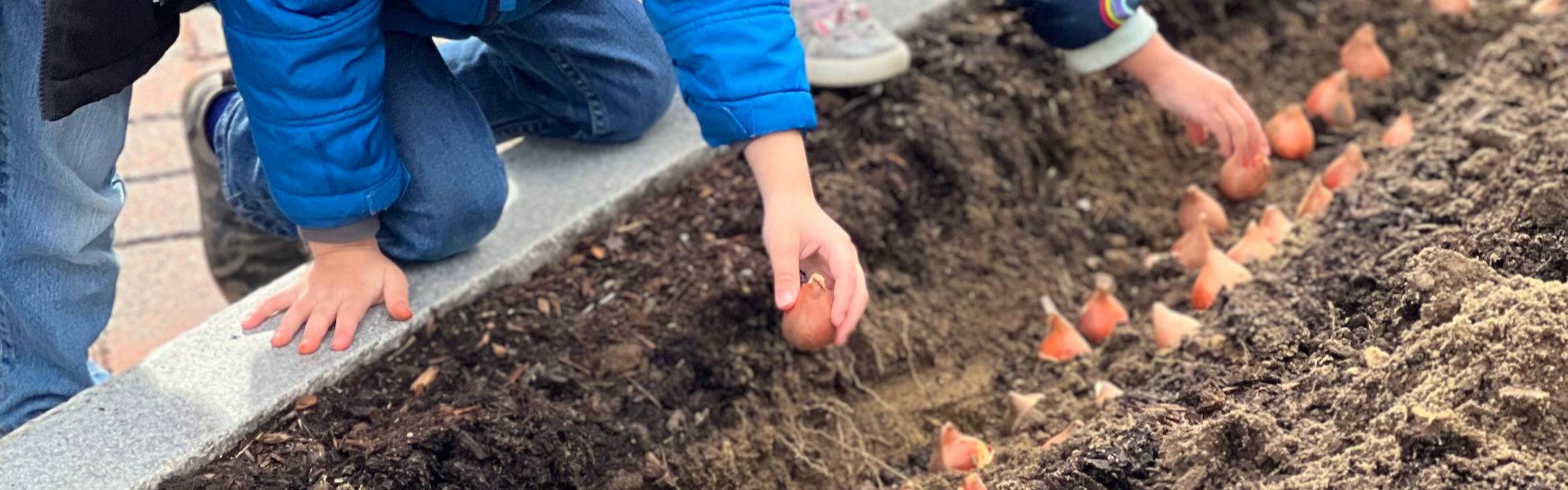 Students planting bulbs