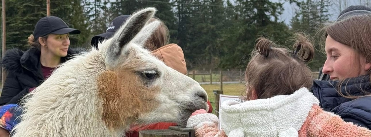B3 Alpaca Farm 