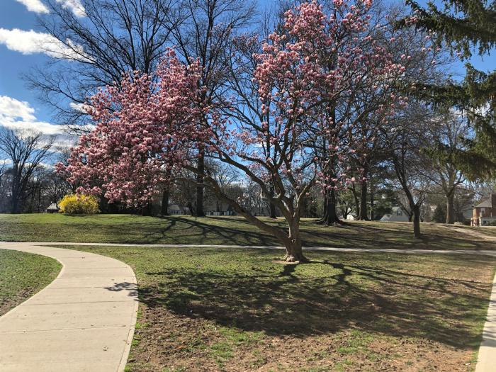 Flowers Blooming in the Back of the School