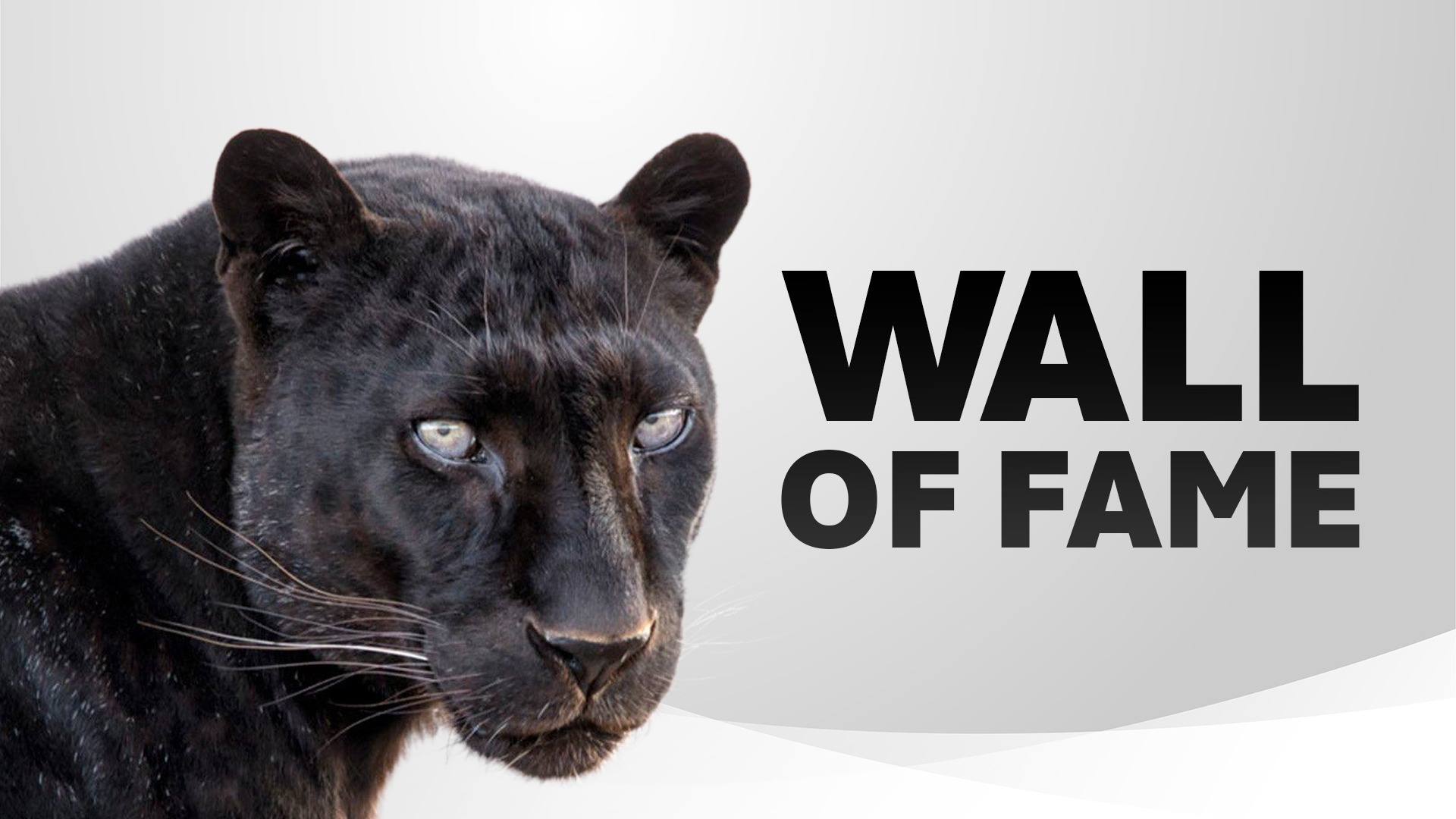 Hall of Fame Graphic