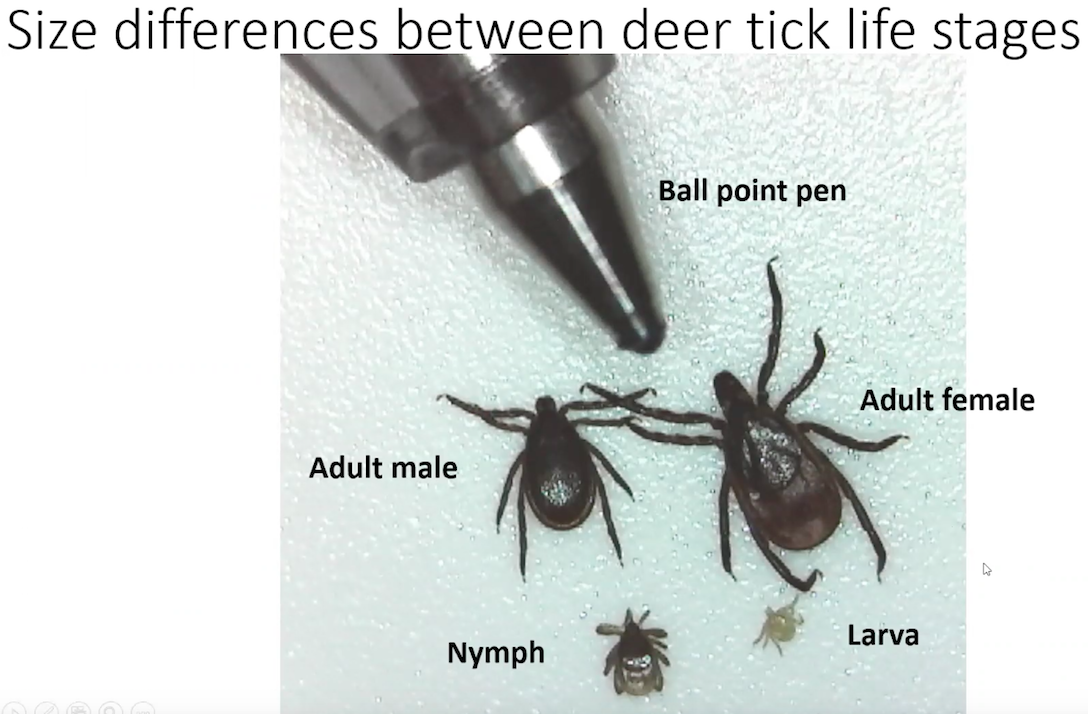 Deer Tick Sizes