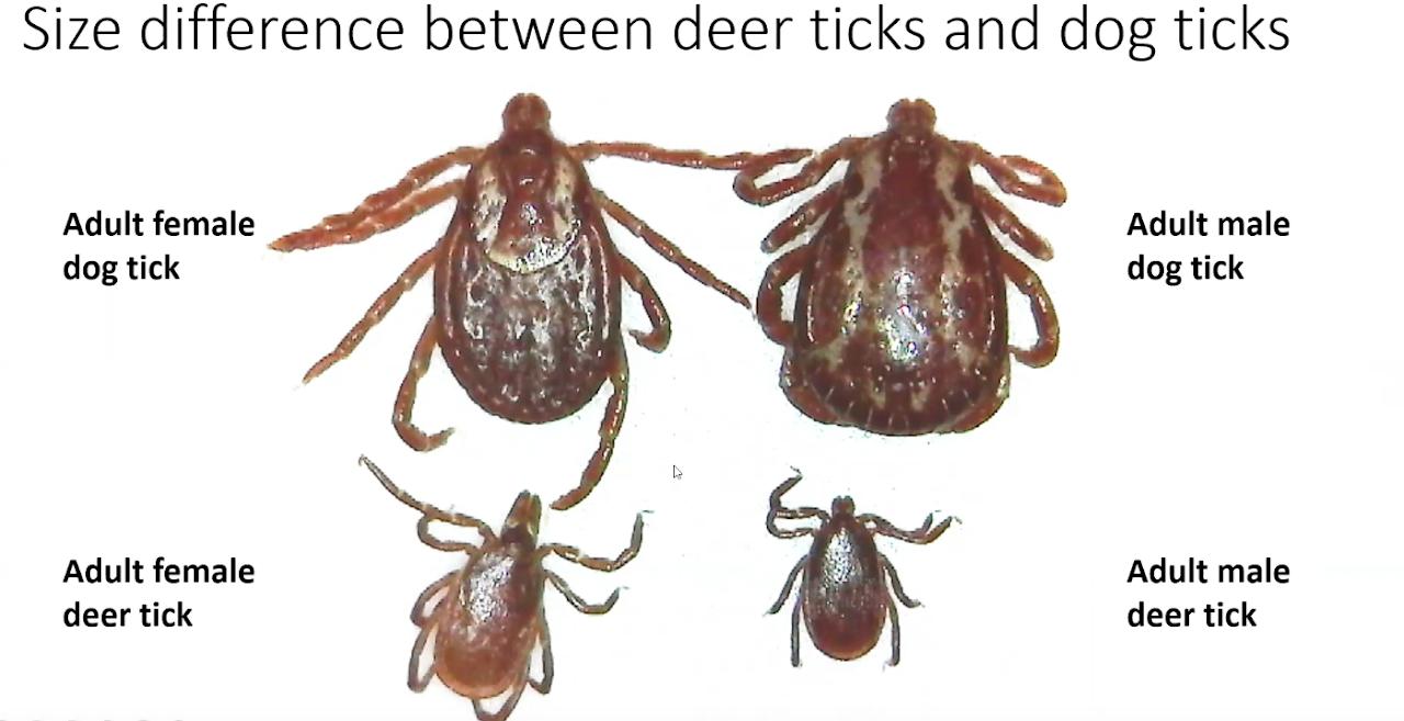 Types of Ticks