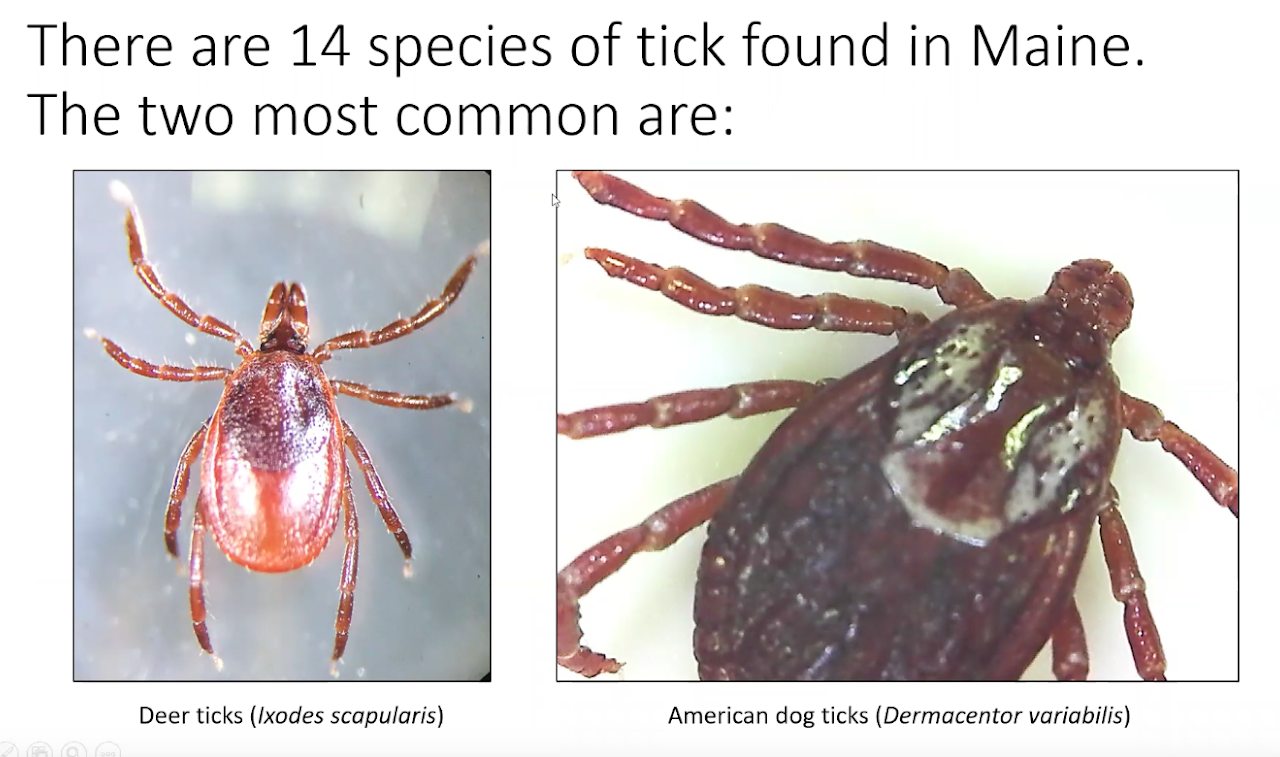 Most Common Ticks In Maine