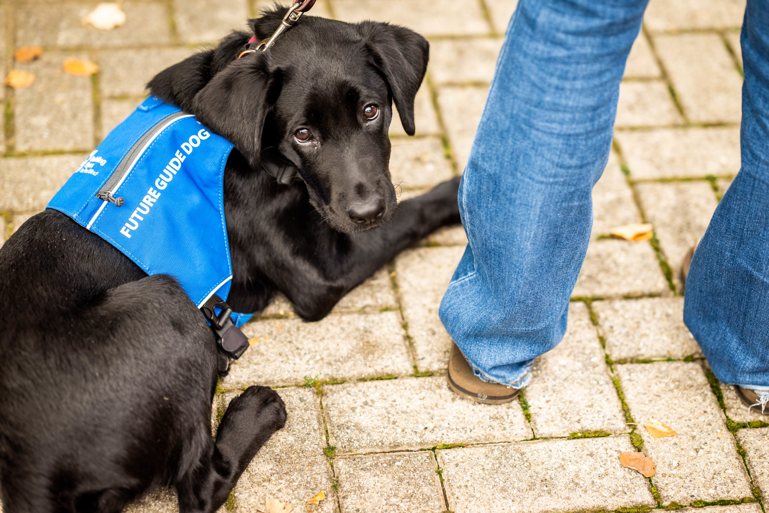 A seeing eye dog lying next to their companion