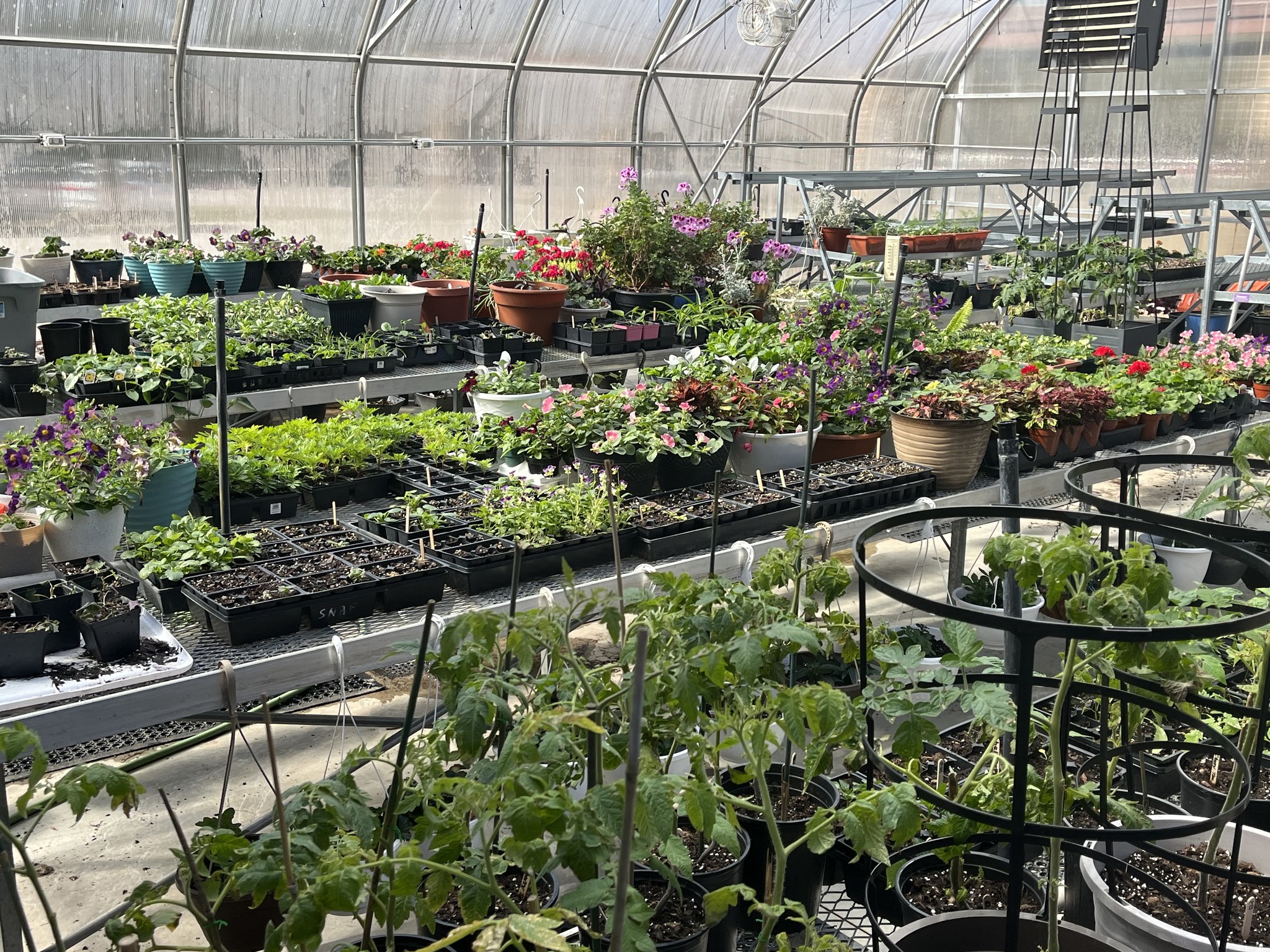 Pied Piper Greenhouse