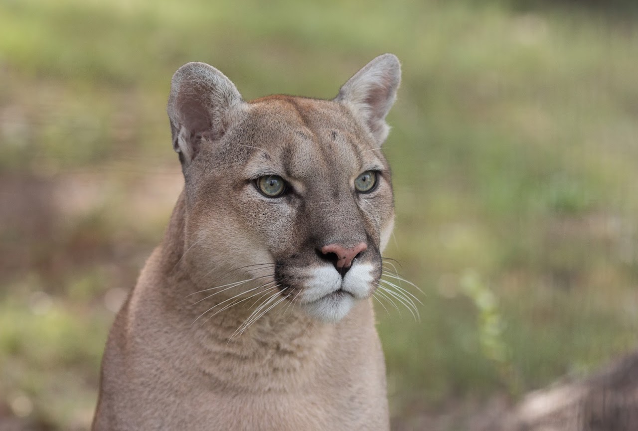 Cougar looking off to the right