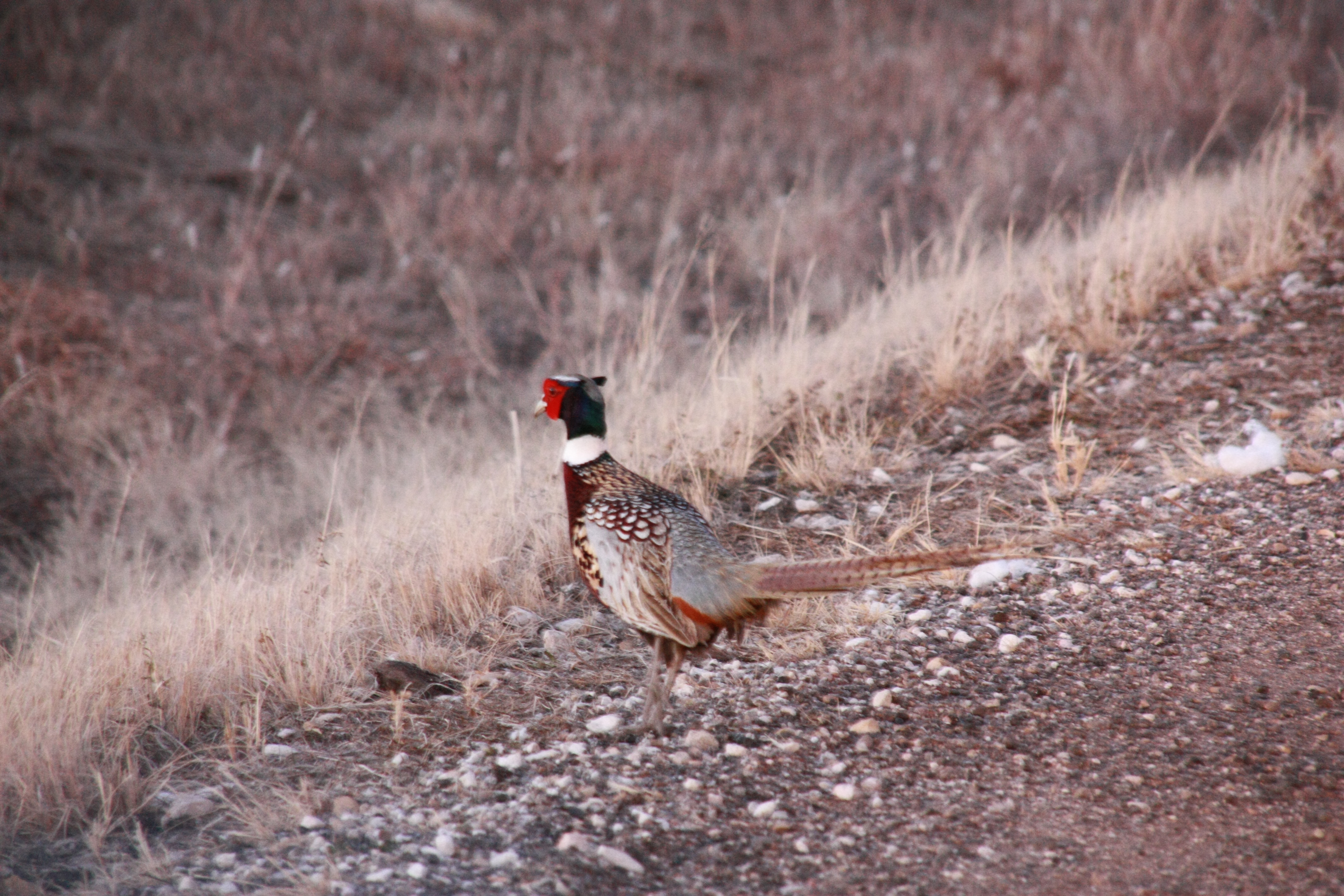 pheasant bird standing on rocky road with grass in background