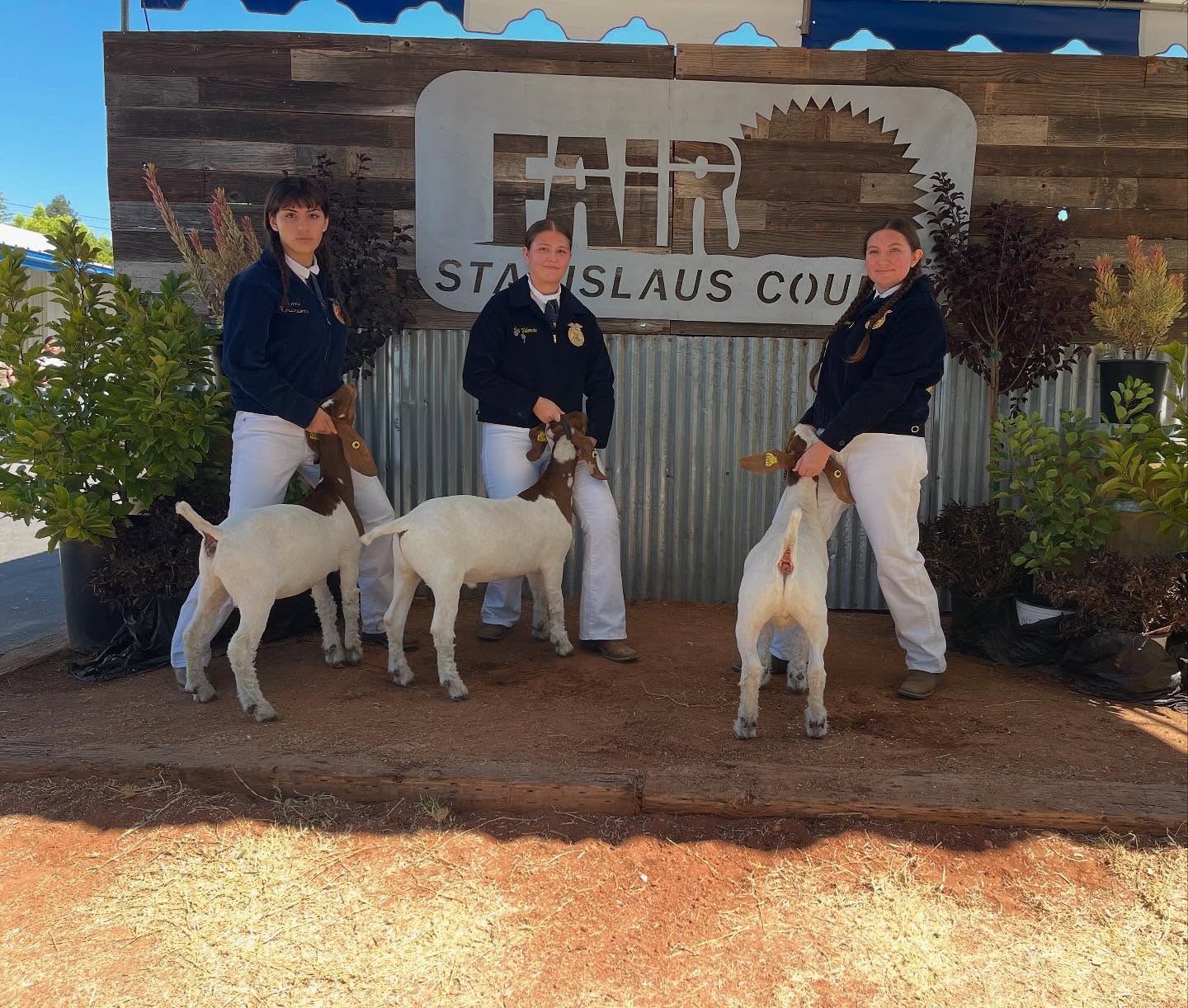goats group