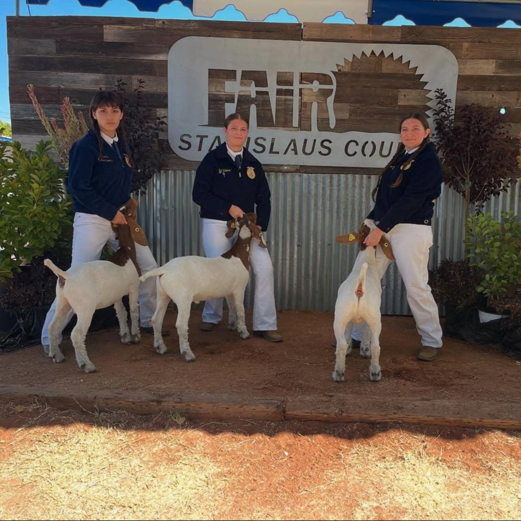 sheep at fair