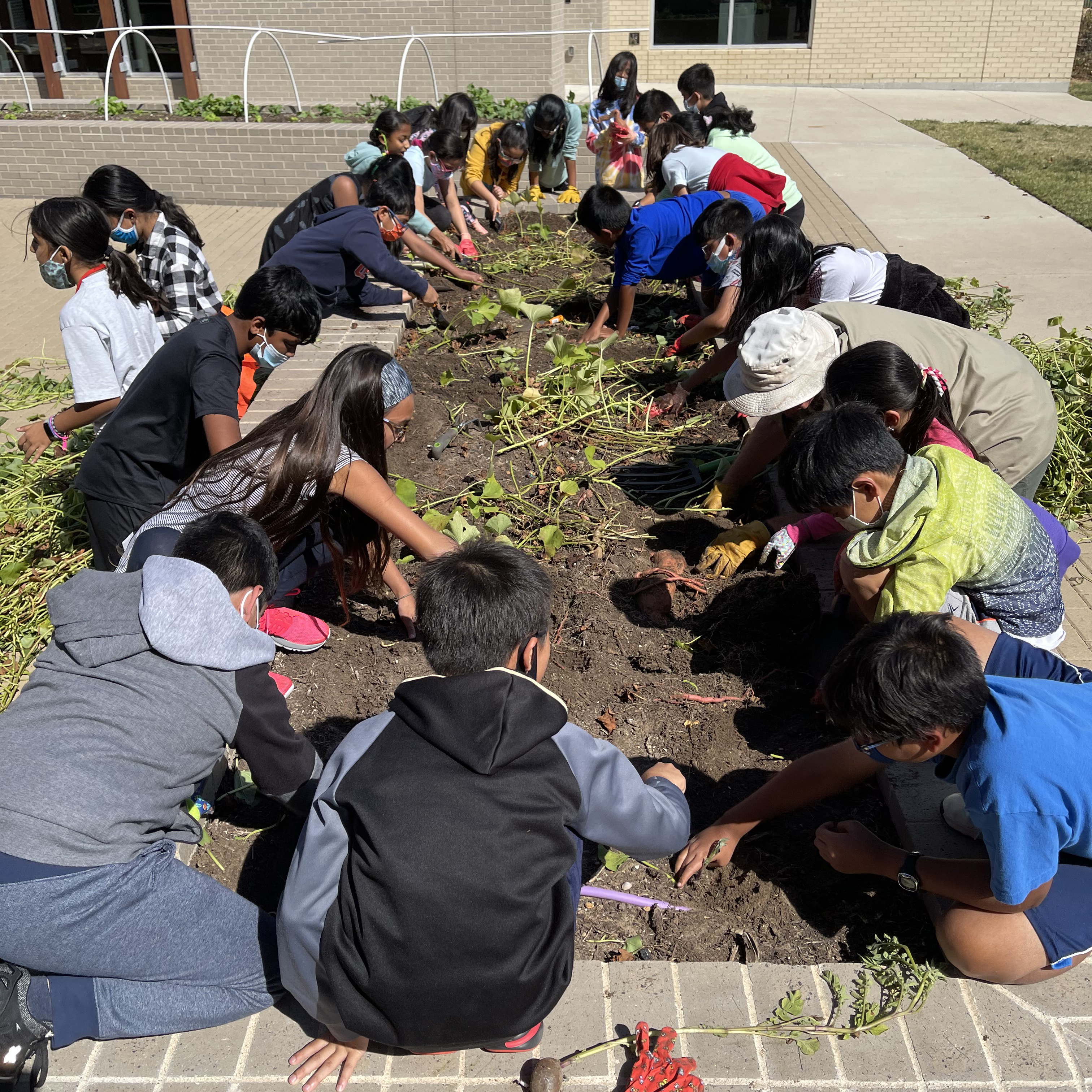 Elementary students working in the garden