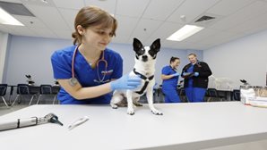 veterinary