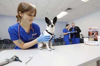 veterinary checking a dog